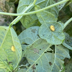 Epilachna varivestis