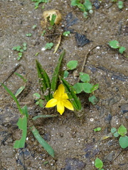 Curculigo orchioides