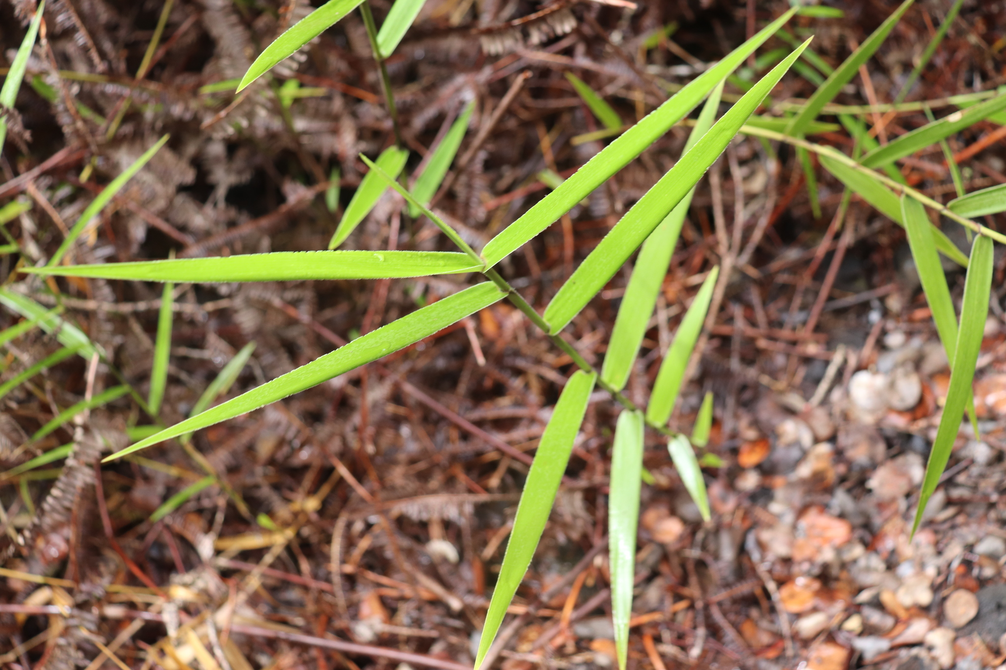 Isachne distichophylla Munro ex Hillebr.