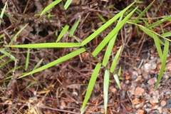 Isachne distichophylla