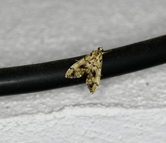 Lineodini