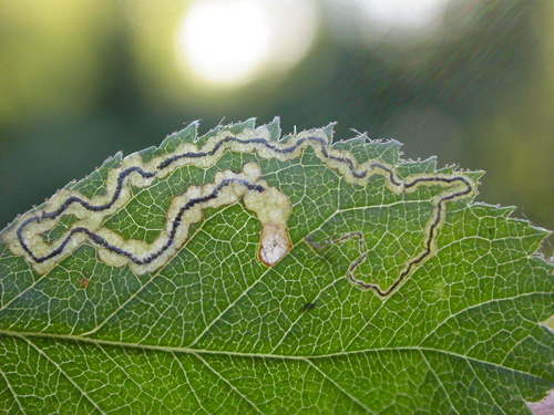 Glossy Bramble Pigmy