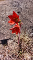 Hippeastrum morelianum