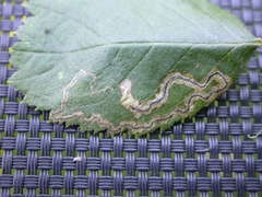 Stigmella splendidissimella