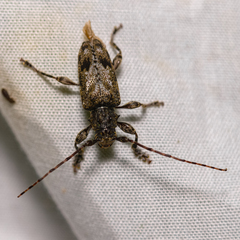 Aegomorphus modestus