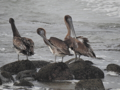 Pelecanus occidentalis