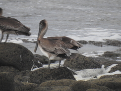 Pelecanus occidentalis