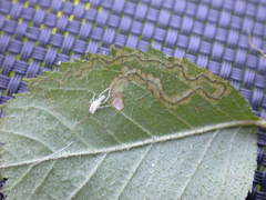 Stigmella splendidissimella