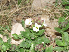Arabis caucasica