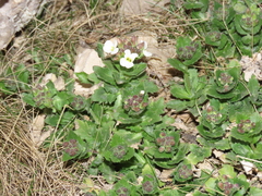 Arabis caucasica