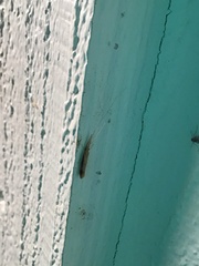 Triaenodes marginatus