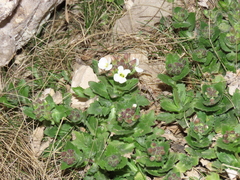 Arabis caucasica