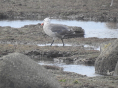 Larus heermanni