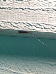 Triaenodes marginatus