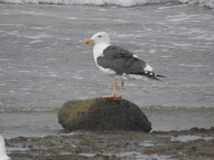 Larus livens