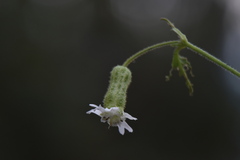 Silene baccifera