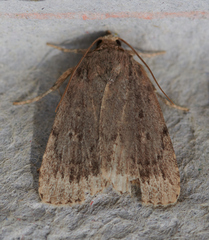 Amphipyra glabella