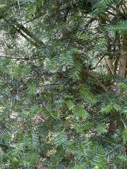 Pseudotsuga wilsoniana