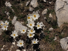 Pulsatilla alpina