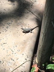 Sceloporus occidentalis