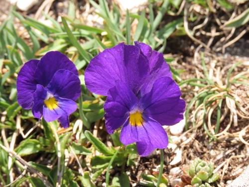 Image of Viola eugeniae by (c) Nicolás Lavandero, some rights reserved (CC BY)