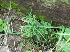 Pteris ensiformis