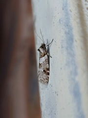 Lepidoscia heliochares