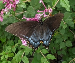 Papilio glaucus