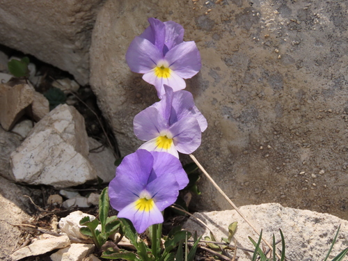 Image of Viola eugeniae by (c) Nicolás Lavandero, some rights reserved (CC BY)