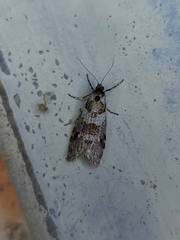 Lepidoscia heliochares