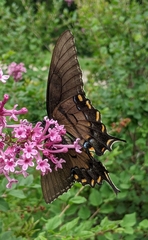 Papilio glaucus
