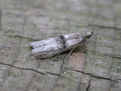 Nephopterix angustella