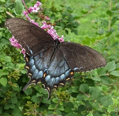 Papilio glaucus