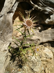 Carlina macrocephala