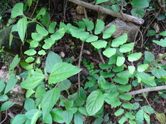 Adiantum philippense