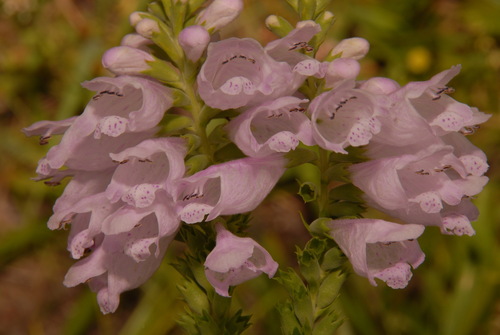 Image of Physostegia angustifolia by (c) Brian Finzel, some rights reserved (CC BY-SA)