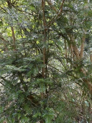 Pseudotsuga wilsoniana