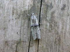 Nephopterix angustella