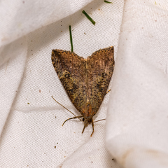 Hypena humuli