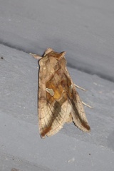 Autographa metallica