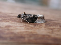Apotomis betuletana