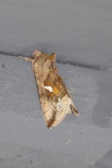 Autographa metallica