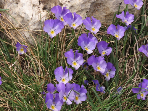 Image of Viola eugeniae by (c) Nicolás Lavandero, some rights reserved (CC BY)