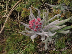 Cynoglossum magellense