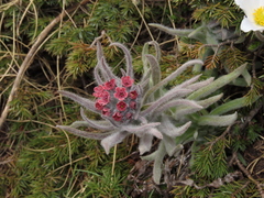 Cynoglossum magellense