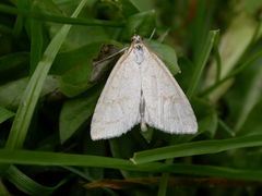 Udea lutealis