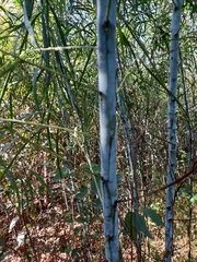 Acacia mabellae