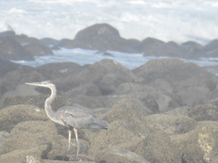 Ardea herodias