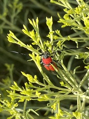 Crossidius coralinus