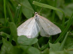 Udea lutealis